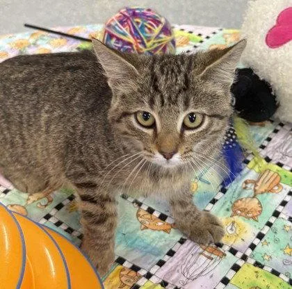 A young small-sized female Domestic Short Hair cat named Tiresias for adoption in Midland, VA