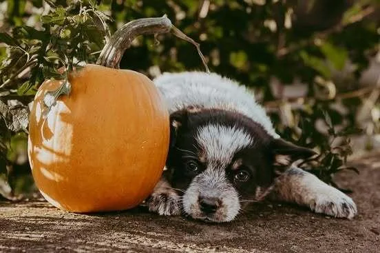 A baby medium-sized female Australian Cattle Dog / Blue Heeler dog named Gummy Bear for adoption in Waunakee, WI