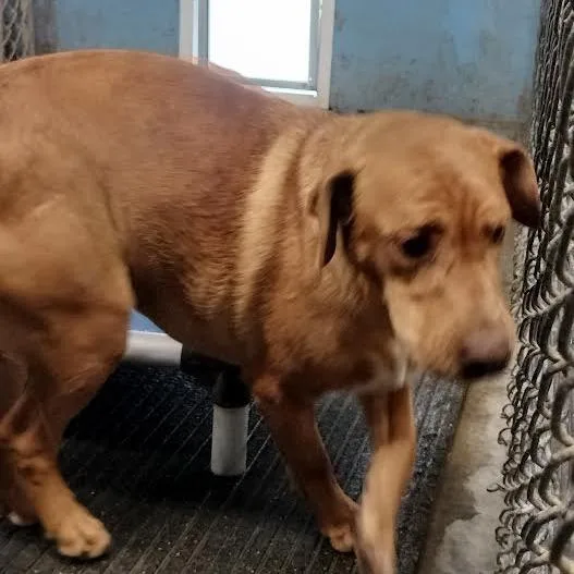 An adult medium-sized female Golden Mixed Breed dog named Shea for adoption in Brooksville, KY