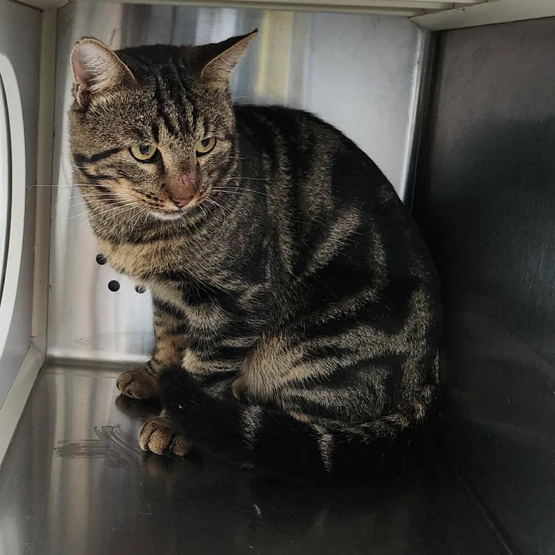An adult large-sized male Brown / Chocolate Domestic Short Hair cat named Clover for adoption in Norman, OK