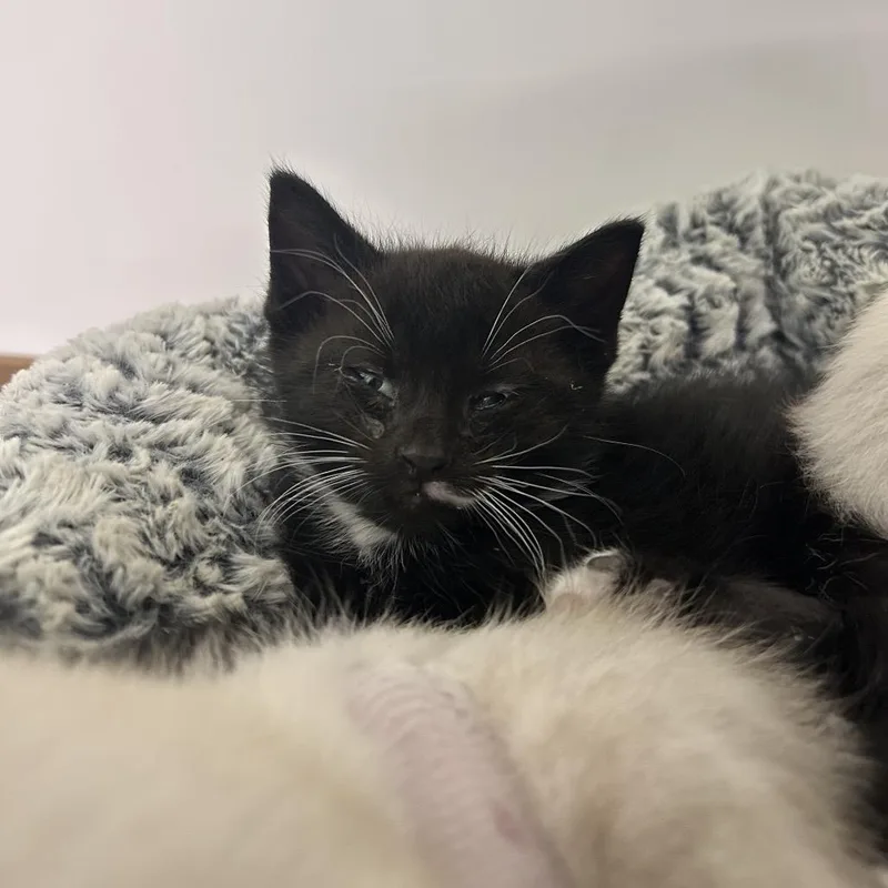 A baby small-sized male Black Domestic Short Hair cat named Norm for adoption in Charleston, WV