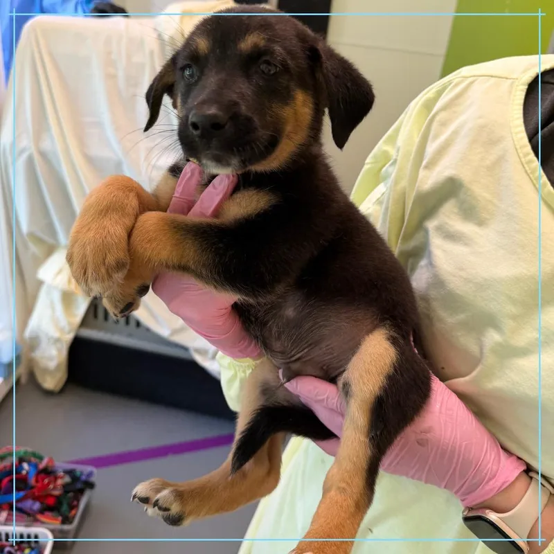 A baby medium-sized male Mixed Breed dog named Beans On Toast for adoption in Austin, TX