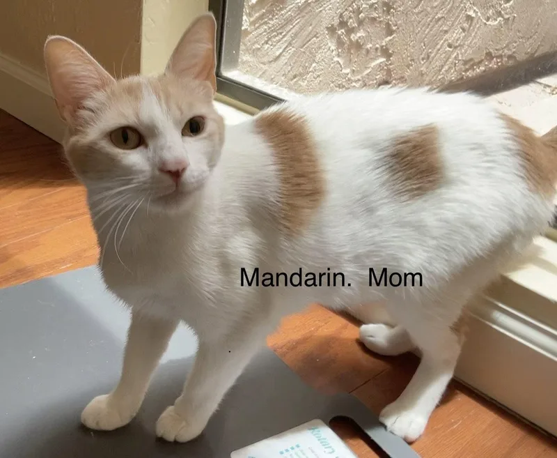 A young medium-sized female Orange & White Domestic Short Hair cat named Mandarin for adoption in Scottsdale, AZ