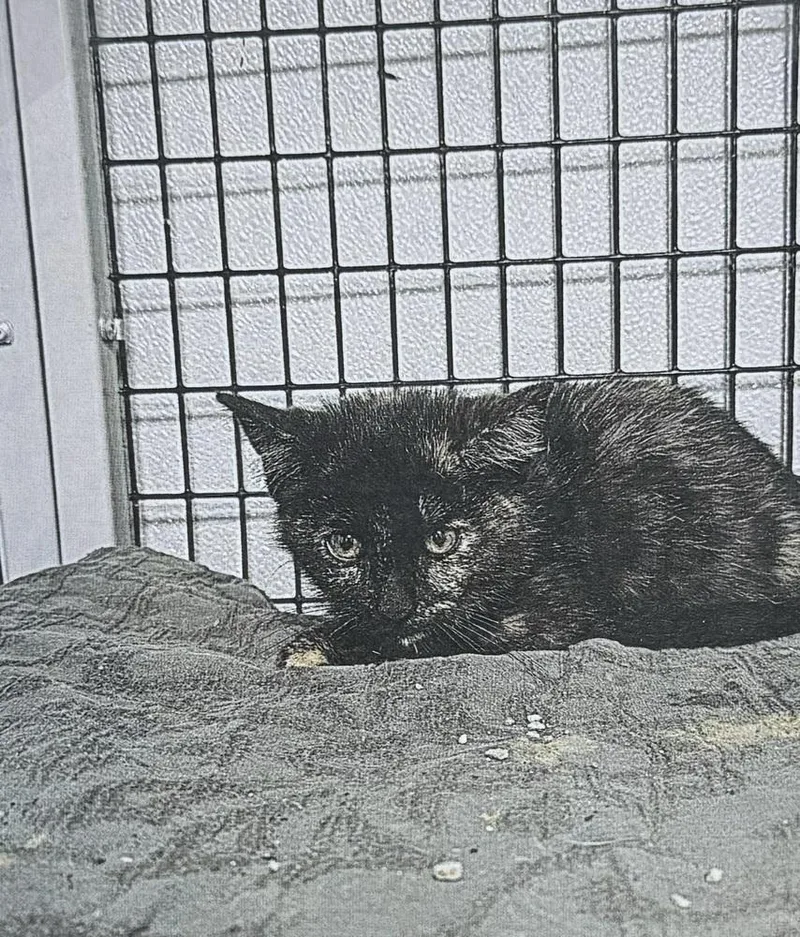 A baby small-sized female Domestic Short Hair cat named Clementine for adoption in Fort Madison, IA