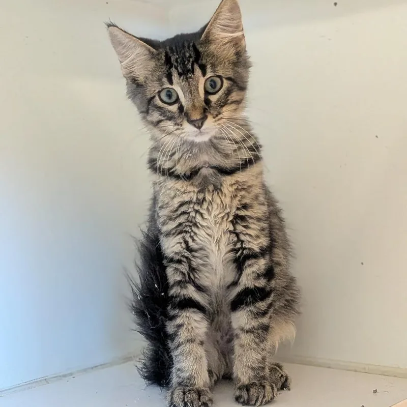 A baby small-sized male Brown / Chocolate Domestic Medium Hair cat named Charlie for adoption in Prairie du Chien, WI