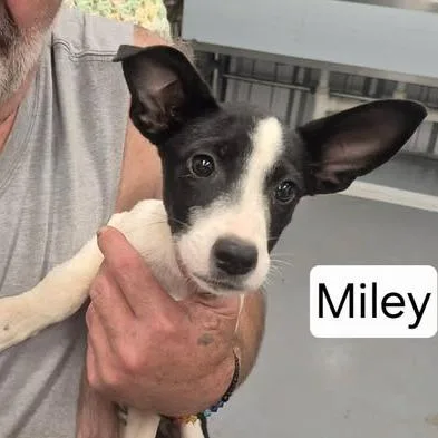 A young small-sized female Black Terrier dog named Miley for adoption in Dover, AR