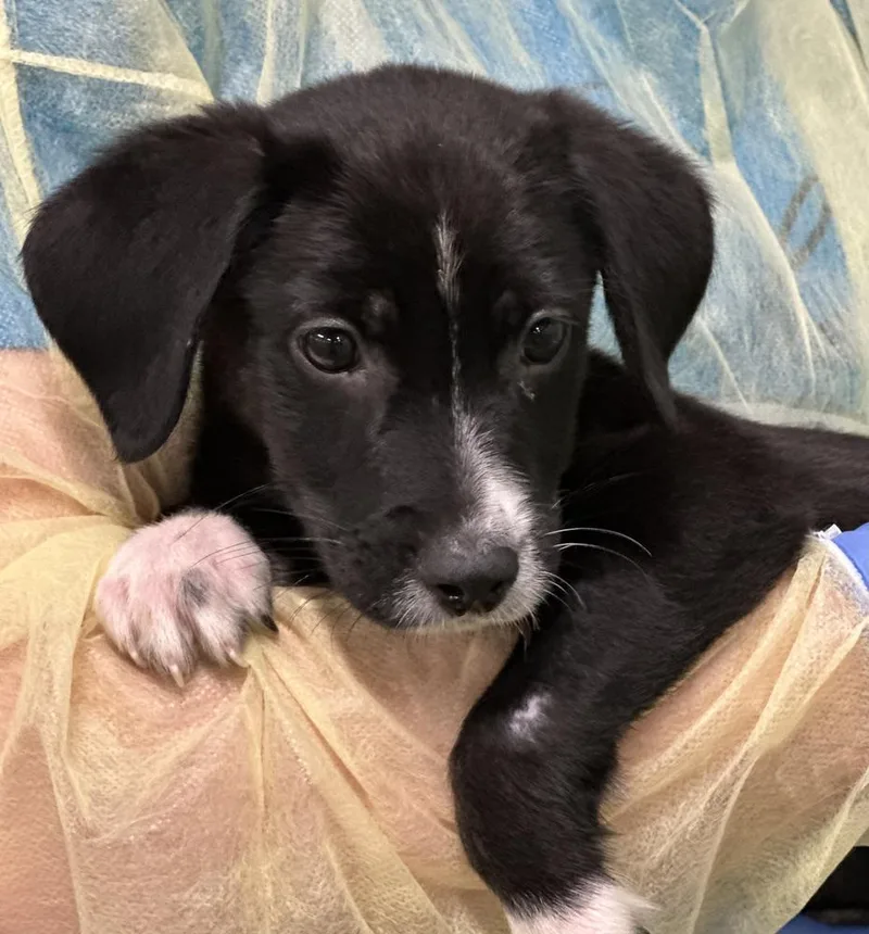 A baby small-sized male Black Labrador Retriever dog named Mackerel for adoption in Elmsford, NY
