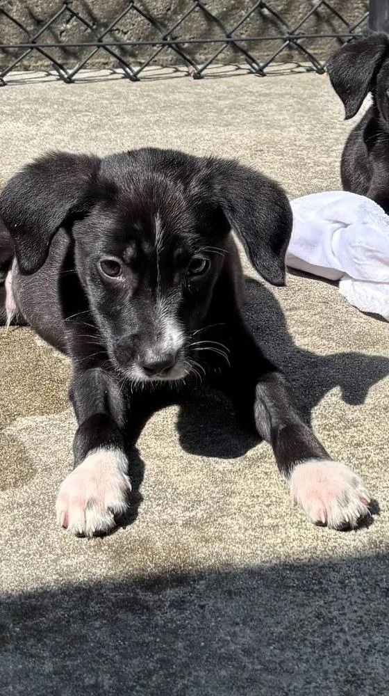 Mackerel thumbnail 2