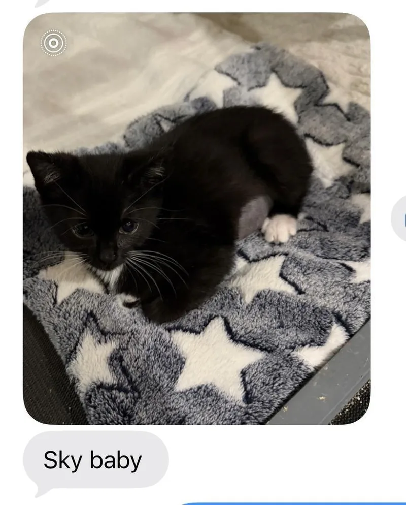 A baby small-sized female Domestic Short Hair cat named Sky for adoption in Mustang, OK