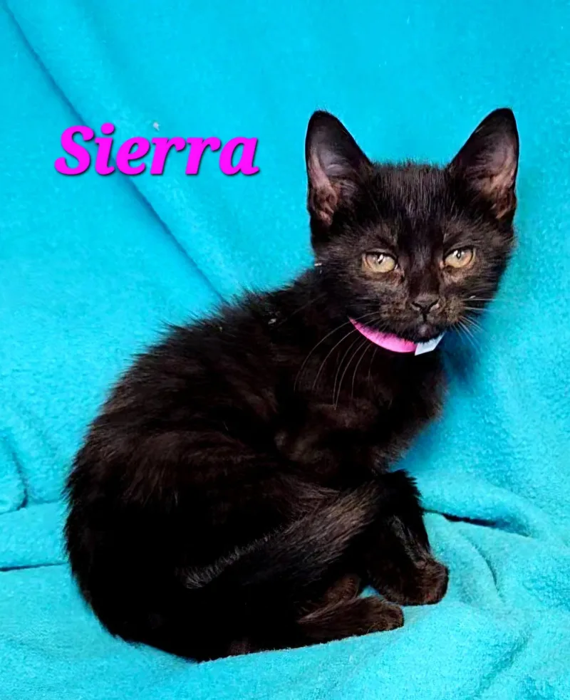 A baby medium-sized female Black Domestic Short Hair cat named Sierra for adoption in Macon, GA