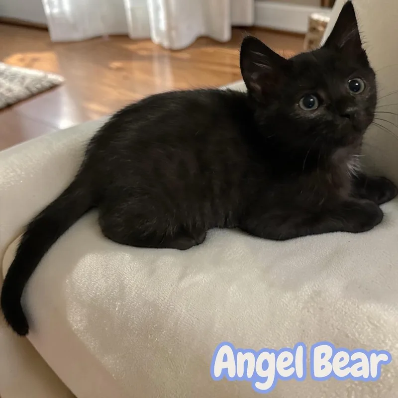 A baby medium-sized male Domestic Short Hair cat named Angel Bear for adoption in Sorrento, LA
