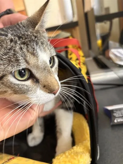 A young small-sized male Domestic Short Hair cat named Fork for adoption in Lees Summit, MO