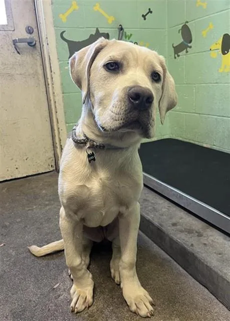 A baby small-sized female Cane Corso dog named Robin for adoption in Sacramento, CA