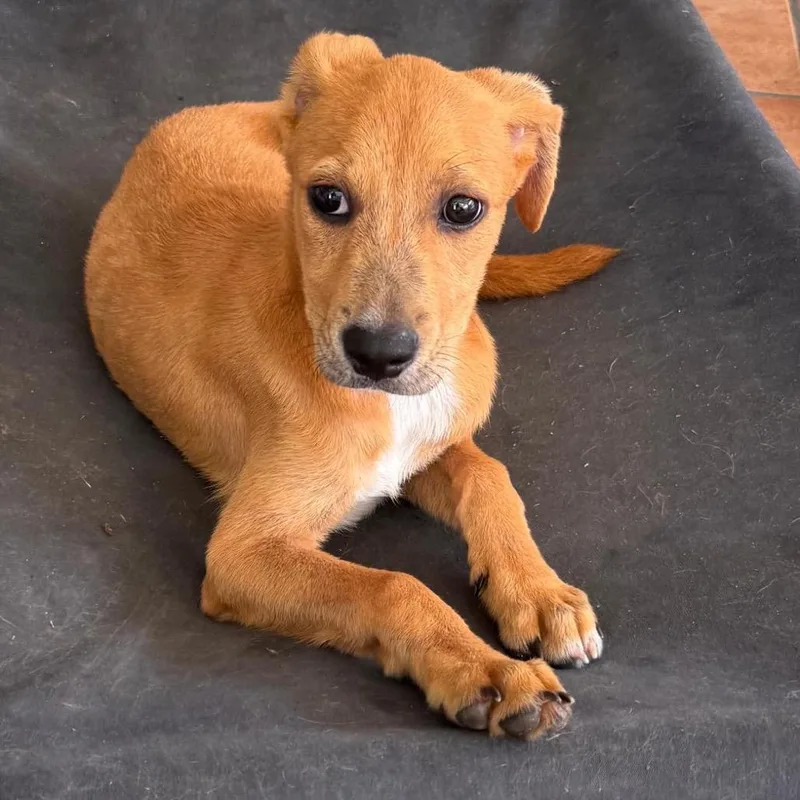 A baby small-sized male Labrador Retriever dog named L Pup: Lucky for adoption in Falls Church, VA