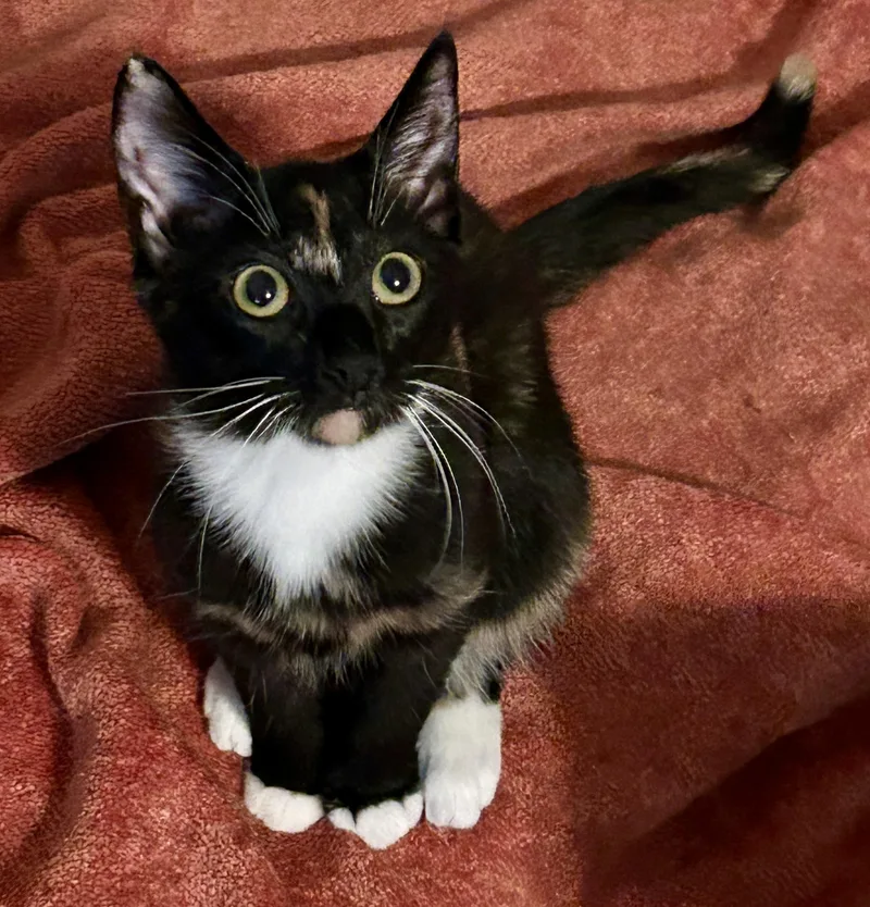 A young small-sized female Calico Domestic Short Hair cat named Mittens for adoption in Fayetteville, NC