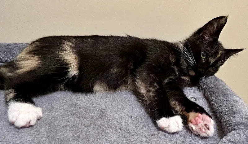 Mittens thumbnail 2