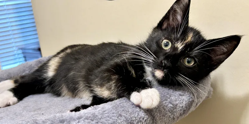 Mittens thumbnail 3