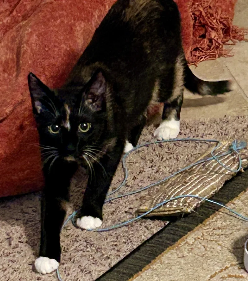 Mittens thumbnail 4