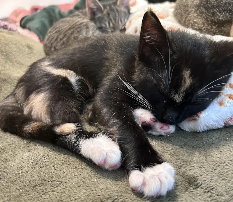 Mittens thumbnail 5