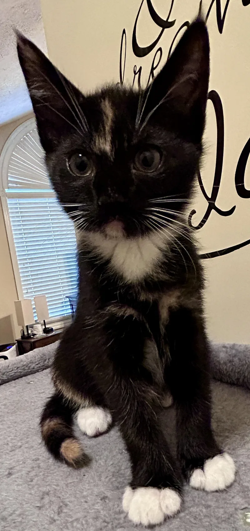 Mittens thumbnail 6