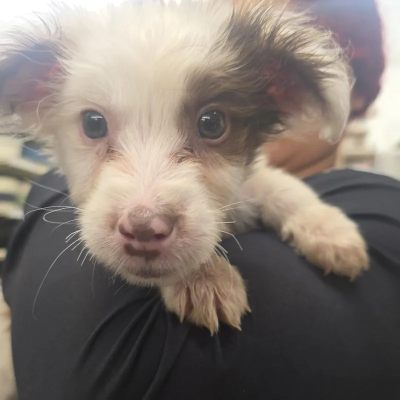 A baby small-sized male Yellow / Tan / Blond / Fawn Mixed Breed dog named Chance for adoption in Oceanside, NY