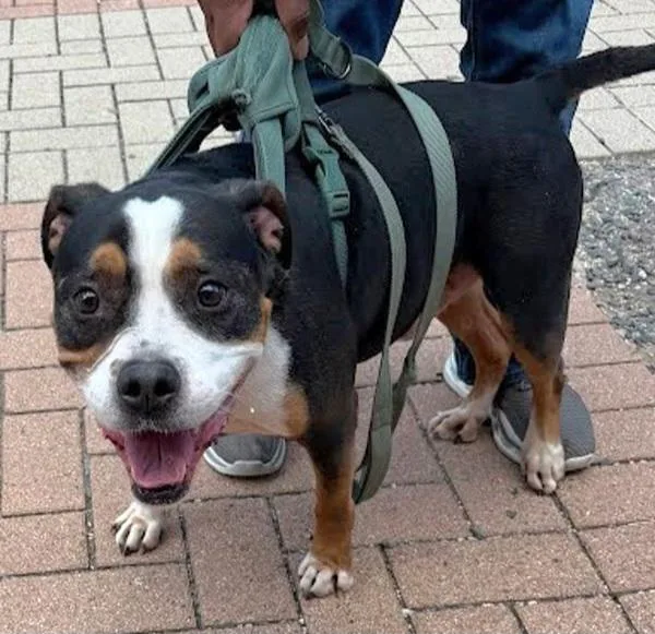 An adult medium-sized male Boxer dog named Agent Jones for adoption in Austin, TX