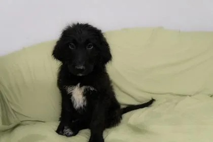 A baby extra large-sized male Newfoundland Dog dog named Oreo for adoption in West Chester, PA
