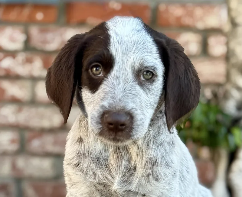 A baby medium-sized male White / Cream Australian Cattle Dog / Blue Heeler dog named Mojito for adoption in Van Nuys, CA