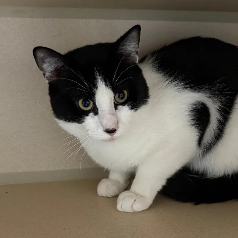 A young medium-sized male Black Domestic Short Hair cat named Rogan for adoption in Middle Village, NY