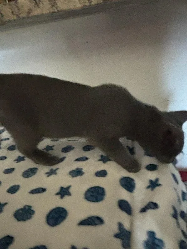 A baby small-sized male Blue Point Domestic Medium Hair cat named Dante for adoption in Dallas, TX
