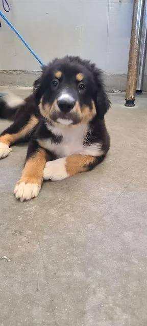 A baby large-sized male Bernese Mountain Dog dog named Stetson for adoption in Camarillo, CA