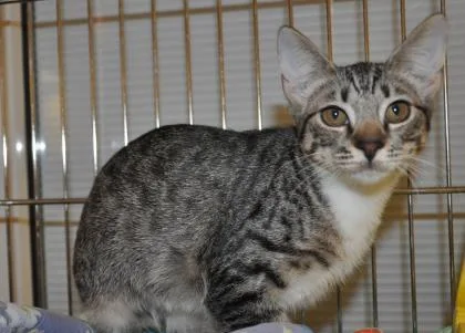 A baby medium-sized female Domestic Short Hair cat named Dixie for adoption in Pompano Beach, FL