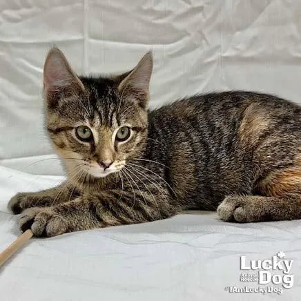 A baby medium-sized female Domestic Short Hair cat named Daisy for adoption in Washington, DC