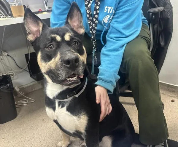 An adult large-sized male Mixed Breed dog named Hamburglar for adoption in New York, NY