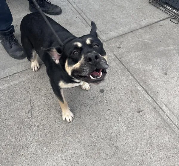 Hamburglar thumbnail 2