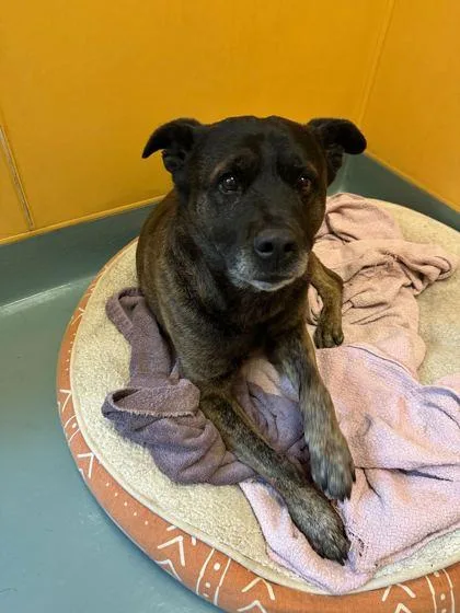 A senior large-sized male Mixed Breed dog named Mugzy for adoption in Knoxville, TN