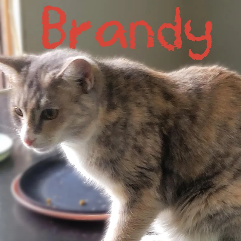 Brandy thumbnail 2