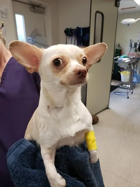 An adult small-sized female Chihuahua dog named Dior for adoption in Sacramento, CA