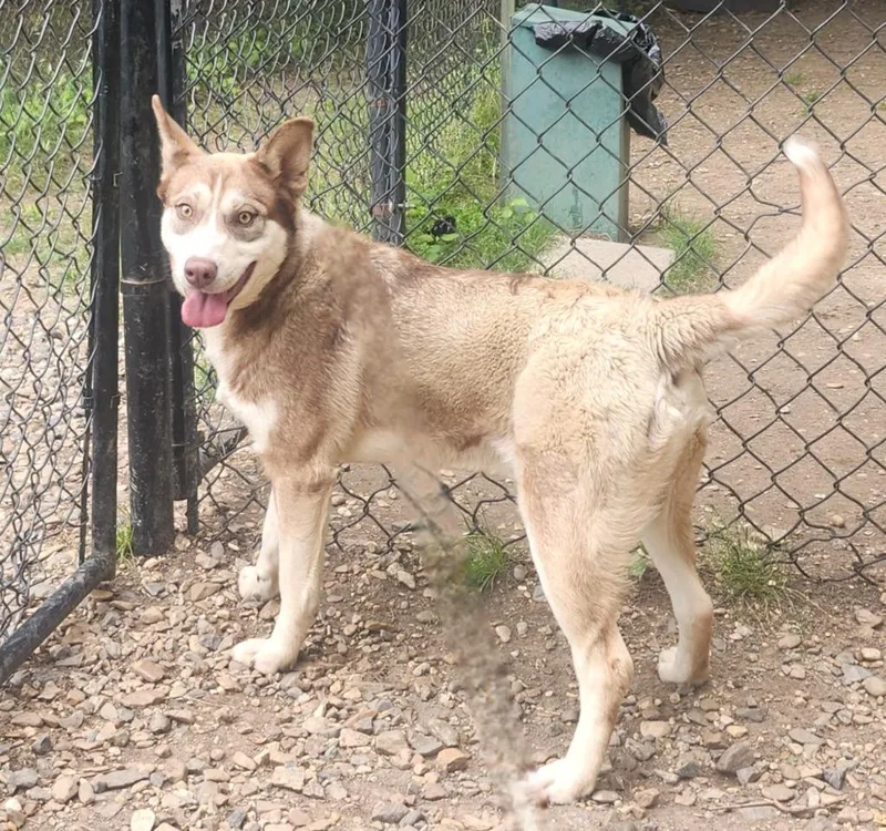 A baby large-sized male Husky dog named Moulder for adoption in Little Rock, AR