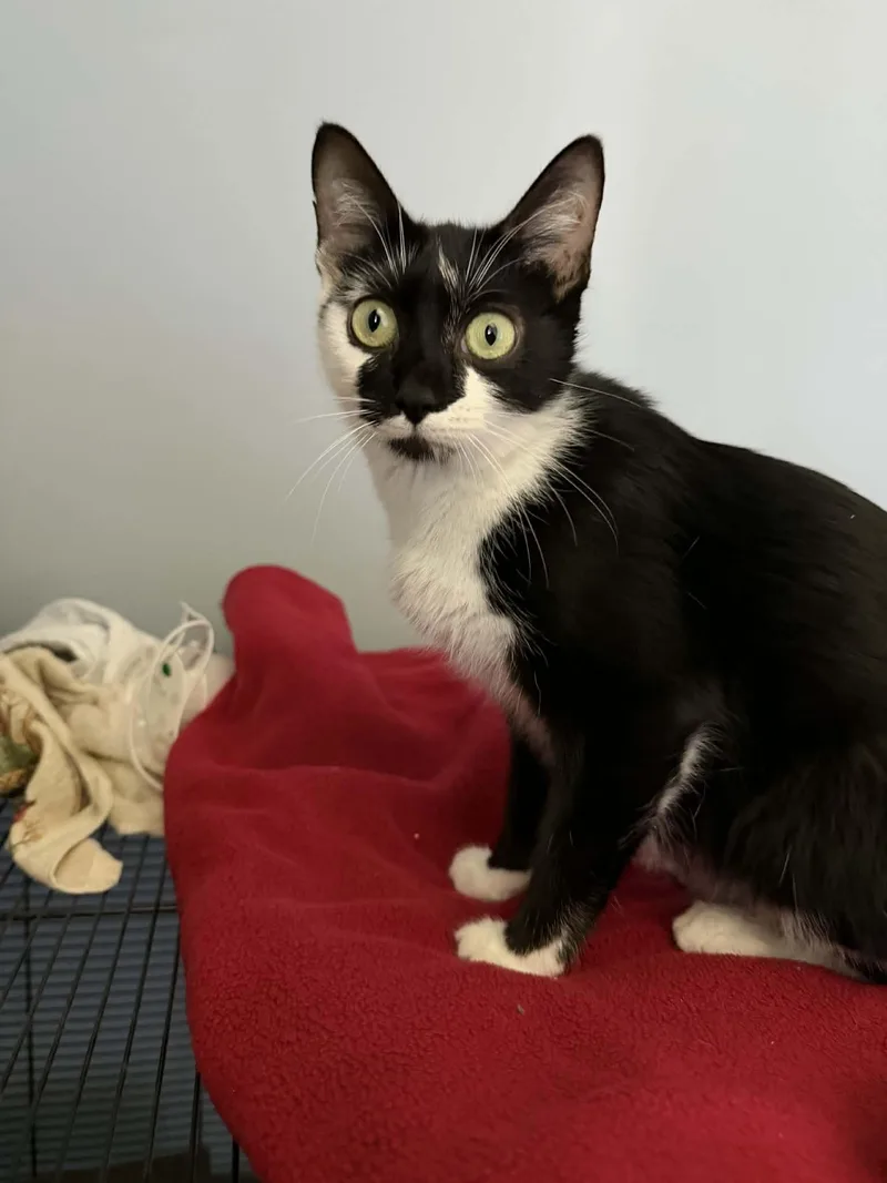 An adult medium-sized female Black & White / Tuxedo Domestic Short Hair cat named Cookie for adoption in Elyria, OH
