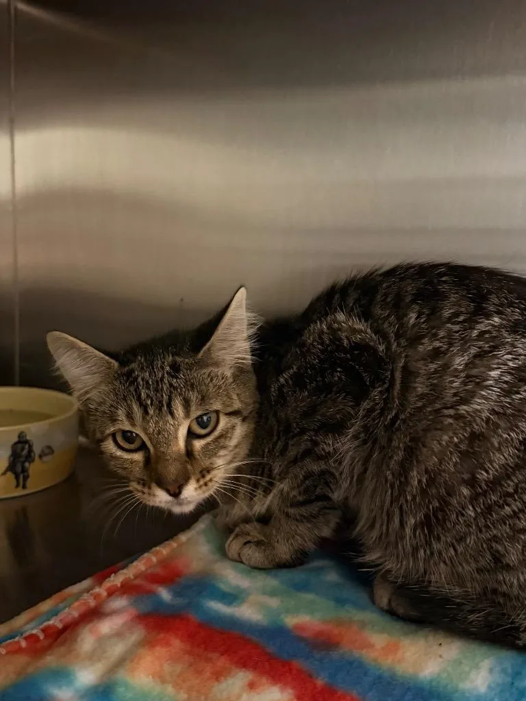 A baby small-sized male Domestic Short Hair cat named P.v. for adoption in Ocala, FL