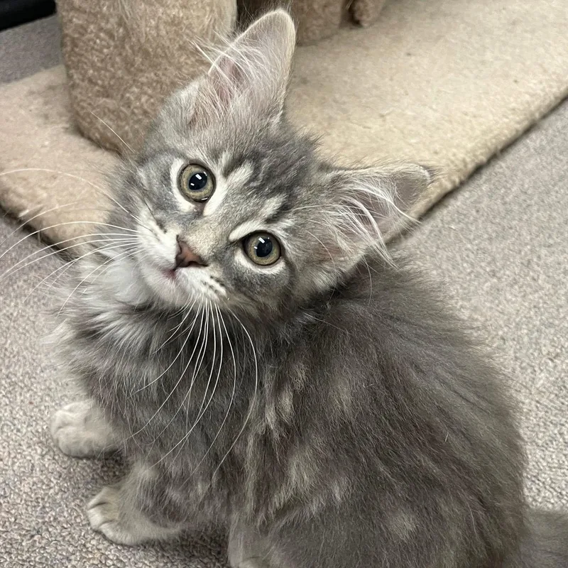 A baby medium-sized male Tabby (Gray / Blue / Silver) Domestic Medium Hair cat named Asher for adoption in Sterling Heights, MI