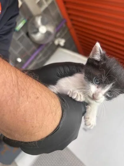 A baby small-sized male Black Domestic Medium Hair cat named Dale Earnhardt for adoption in El Paso, TX