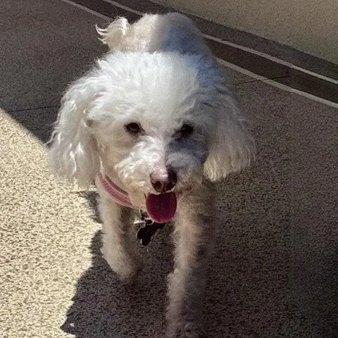 A senior small-sized female White / Cream Maltese dog named Tinkerbell for adoption in Orlando, FL
