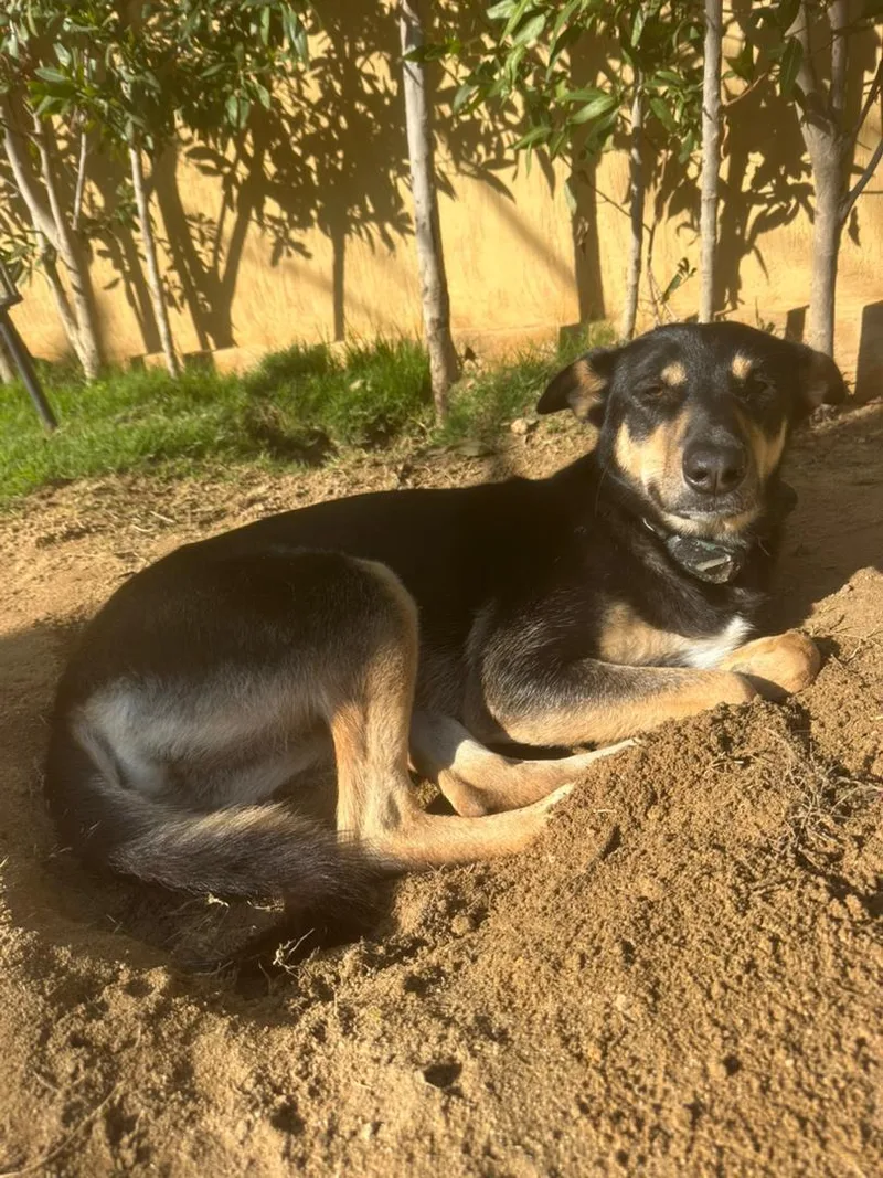 A young medium-sized female Black Canaan Dog dog named Bella for adoption in New York, NY