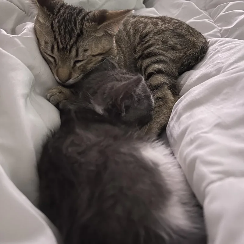 A baby small-sized male Gray / Blue / Silver Domestic Medium Hair cat named Grayson for adoption in Riverside, CA