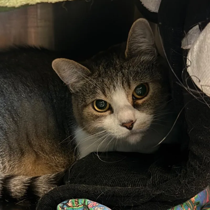 A senior large-sized female Brown / Chocolate Domestic Short Hair cat named Remmy for adoption in Lakewood, CO