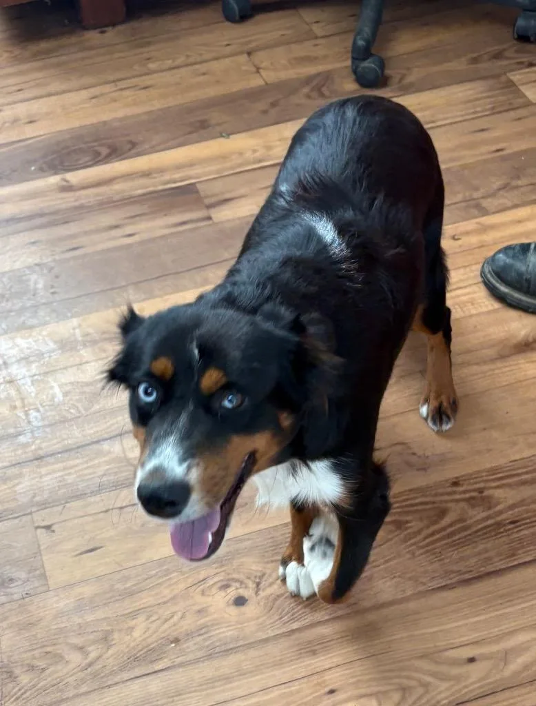 A young large-sized male Australian Shepherd dog named Gadget for adoption in Fayetteville, TN