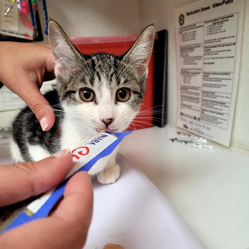A baby small-sized female Domestic Short Hair cat named Tabeena for adoption in Allyn, WA