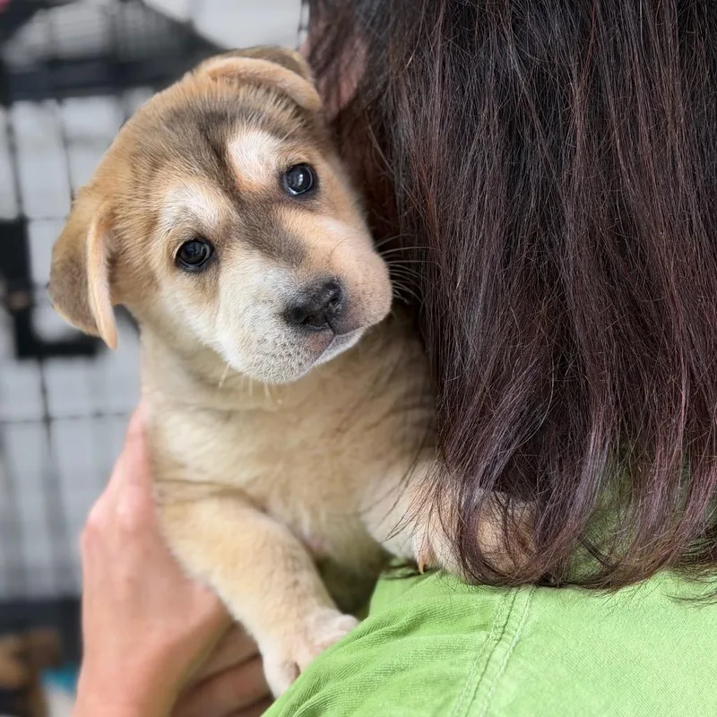 A baby medium-sized female Brown / Chocolate German Shepherd Dog dog named Mcconville for adoption in Brownsboro, AL